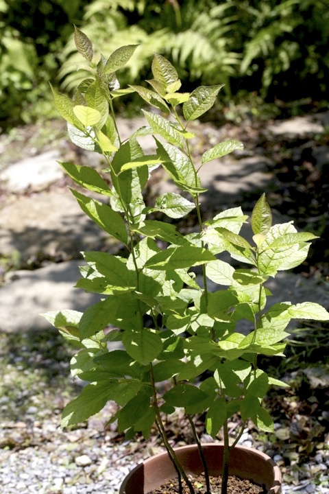３年目のウインターベリー