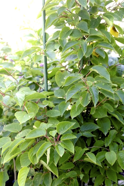 ４年目のサルナシ