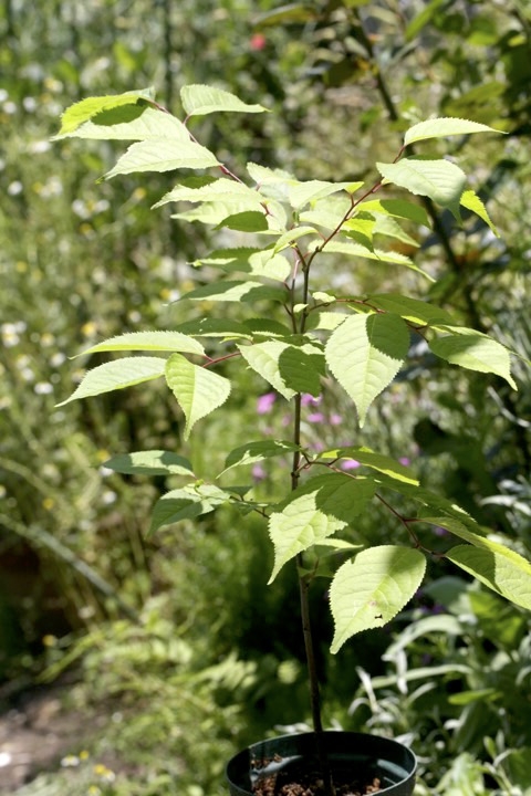 ３年目のウワミズザクラ