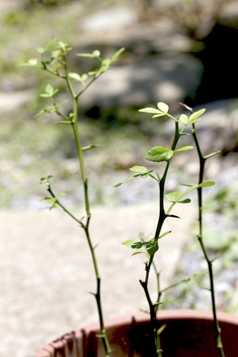 ３年目のカラタチ