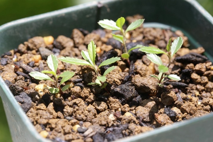 トキワサンザシの発芽