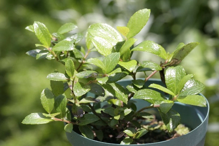 ３年目のシラタマノキ