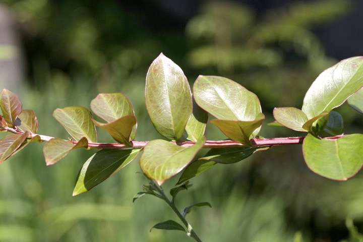 サルスベリの葉