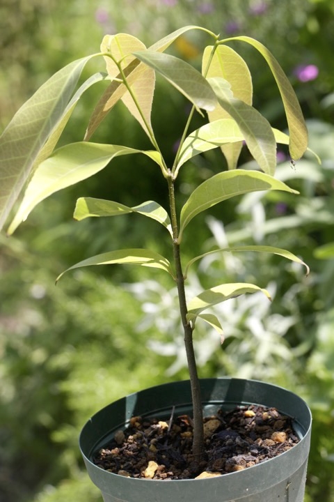 ３年目のシラカシ