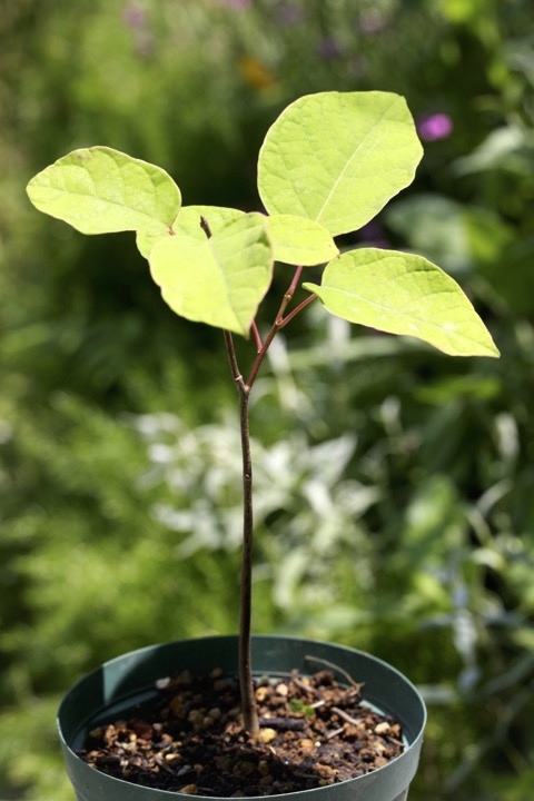 ２年目のシラキ