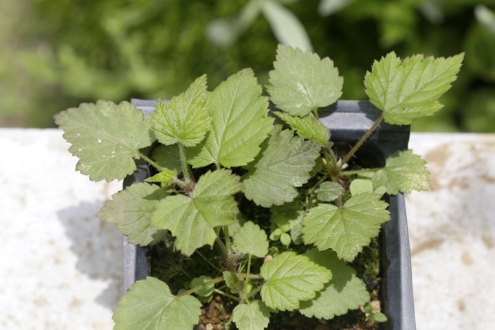 ラズベリーの発芽