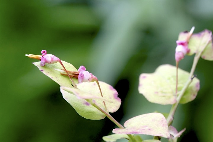 アクシバの開花