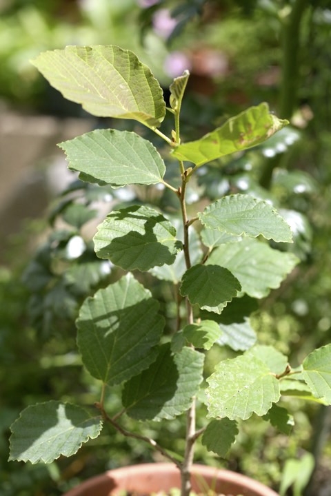 ４年目のアカバナマンサク