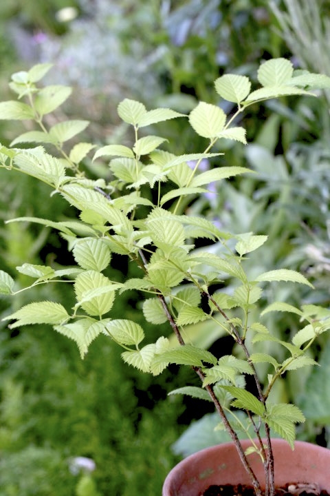 ３年目のシロヤマブキ