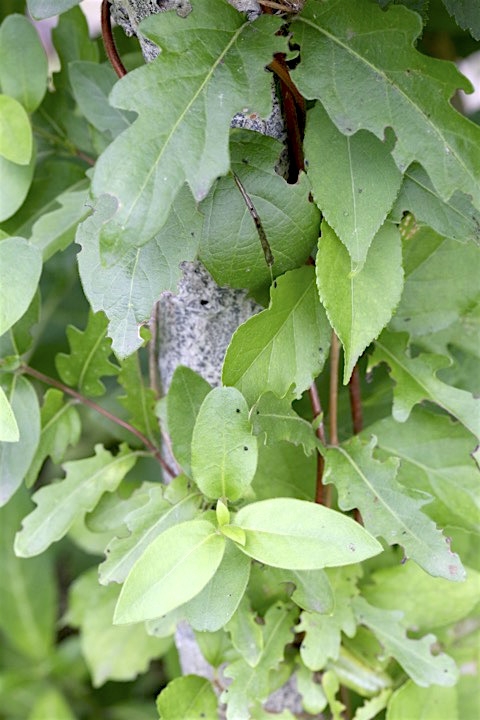 ３年目のスイカズラ