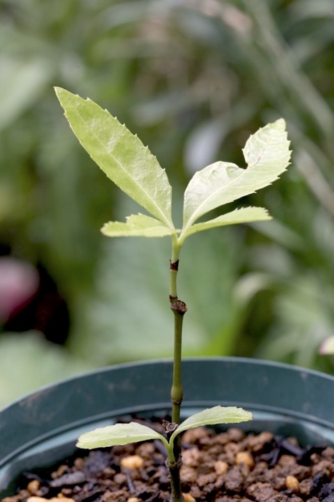 ４年目のセンリョウ
