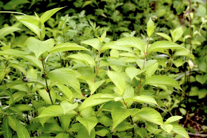 ３年目のタニウツギ