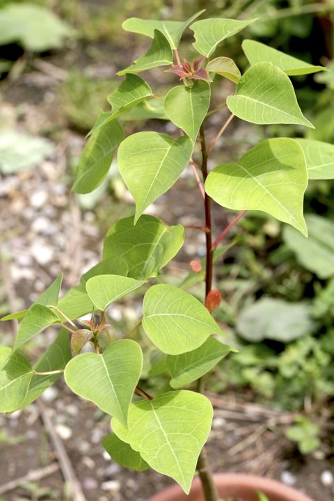 ３年目のナンキンハゼ