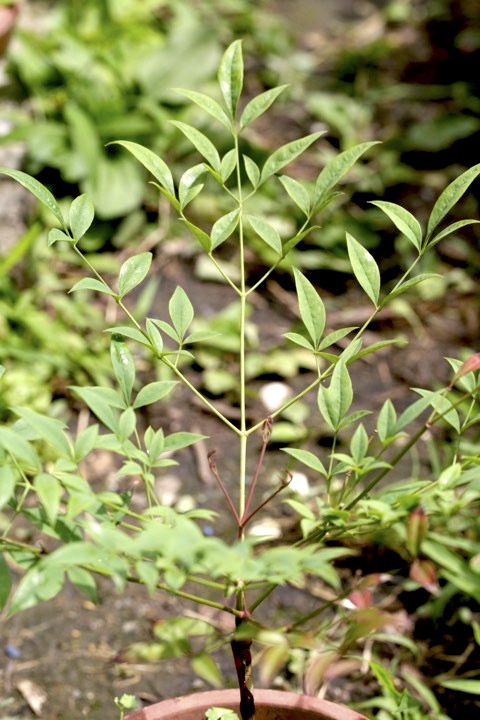 ４年目のナンテン