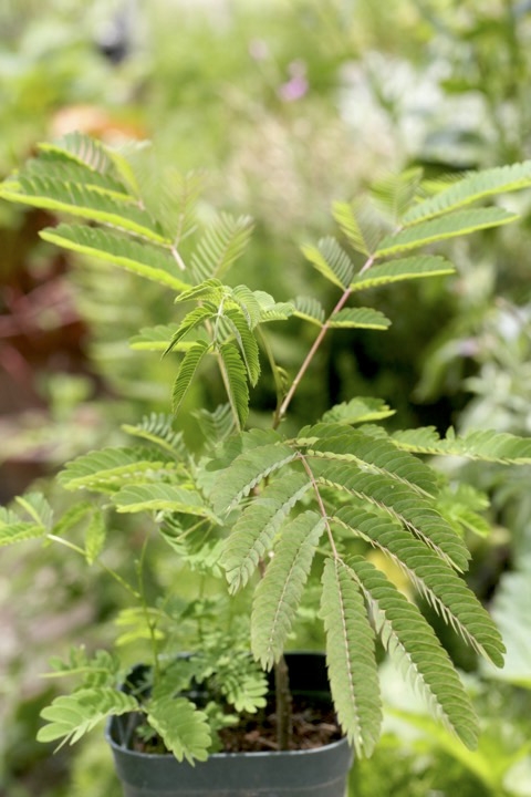 ３年目のネムノキ