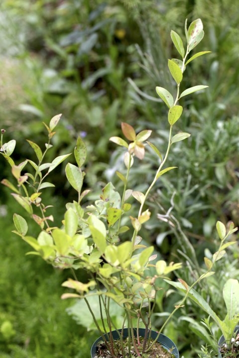 ４年目のブルーベリー