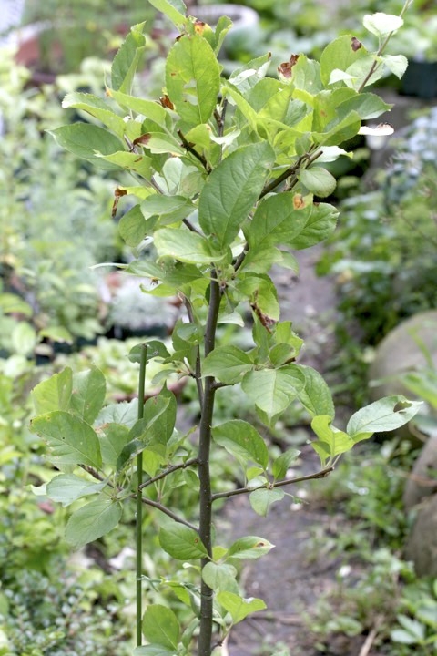 ４年目のヒメリンゴ