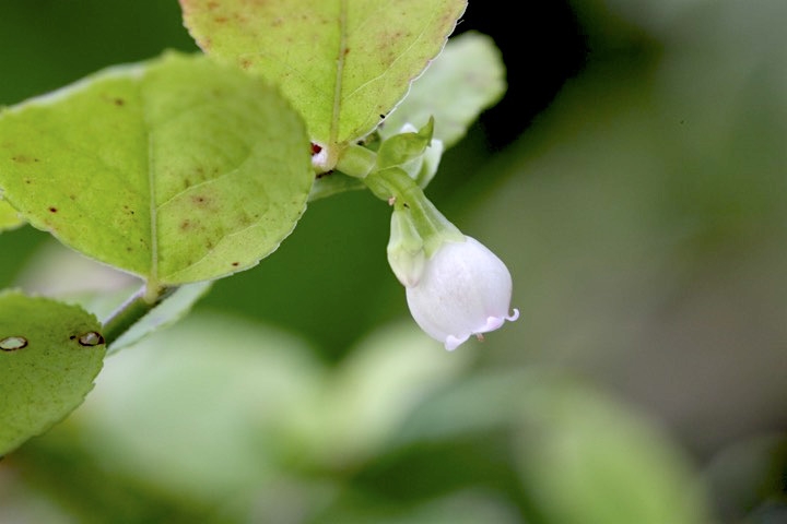 カクミノスノキの開花