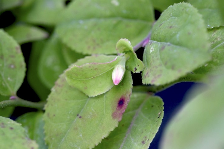 カクミノスノキの蕾