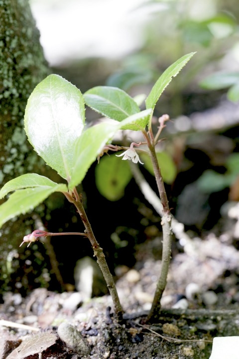 ヤブコウジの開花