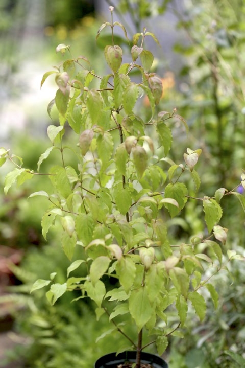 ２年目のヤマボウシ