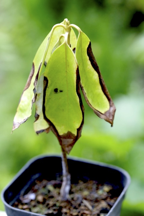 ３年目のユズリハ