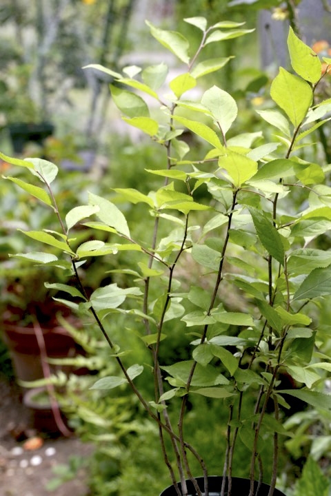 ３年目のカマツカ