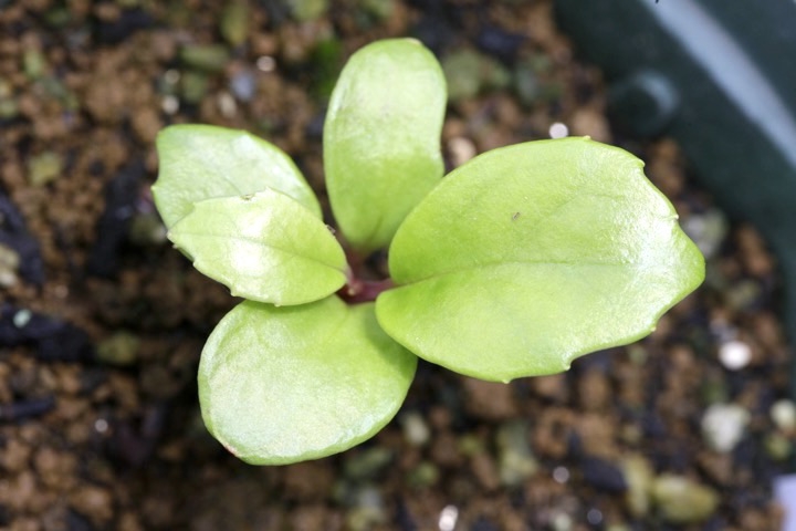 サネカズラの発芽