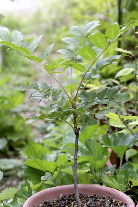 ３年目のナナカマド