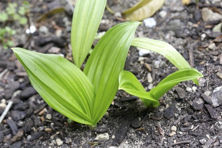 ４年目のアオヤギソウ：４月