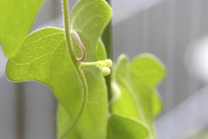 アオツヅラフジの葉