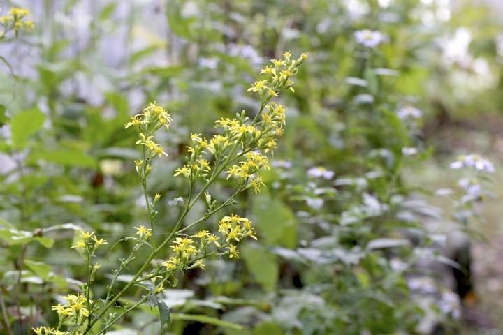 アキノキリンソウの開花:2年目の10月