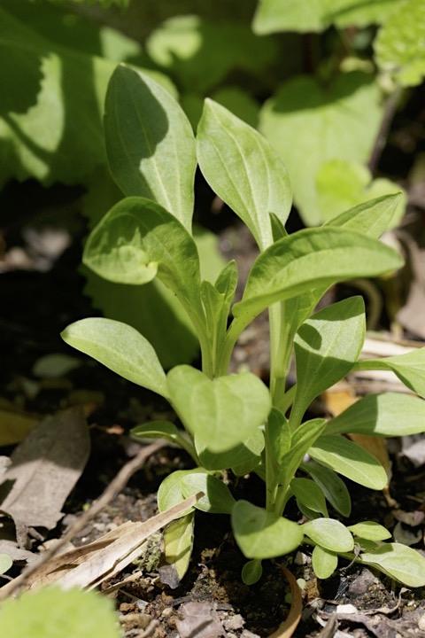 花柱が伸びてきたアケボノソウ：２年目の５月