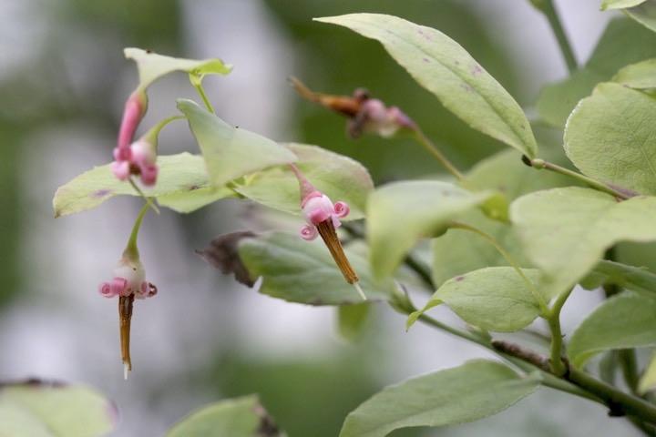 アクシバの開花：４年目の７月