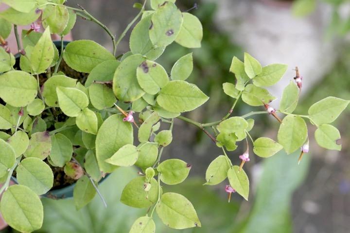 アクシバの開花：４年目の７月