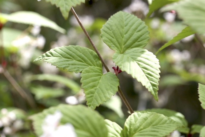 オトコヨウゾメの葉