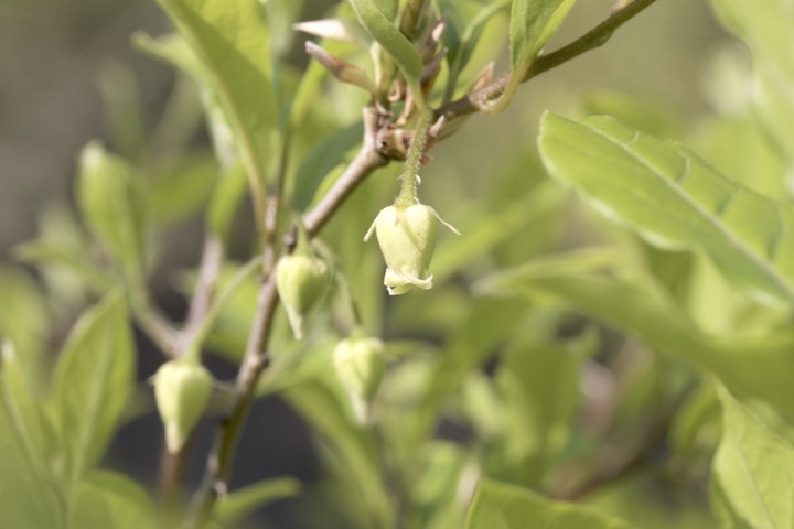 ロウヤガキの雄花