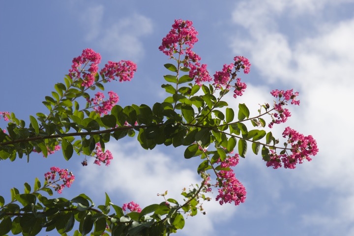 サルスベリの花