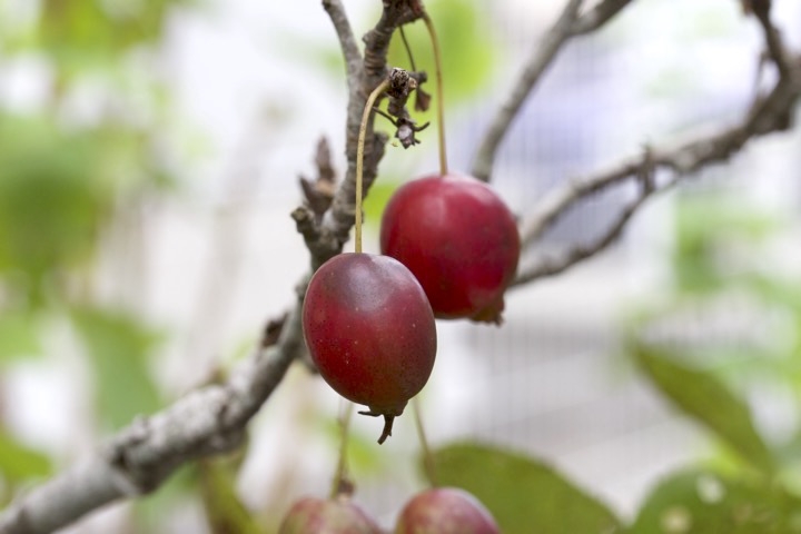 ヒメリンゴの実