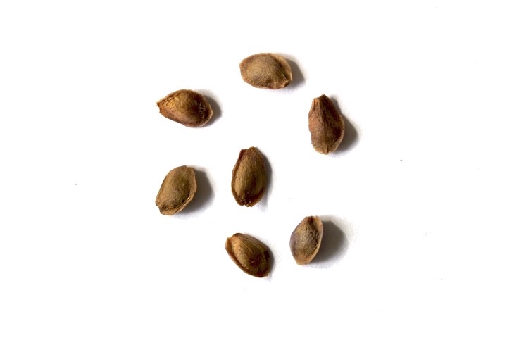 ナツツバキの種