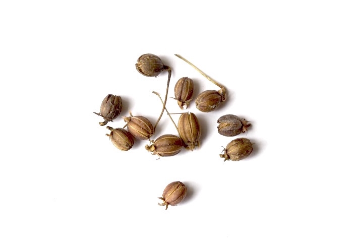 サラサドウダンの種