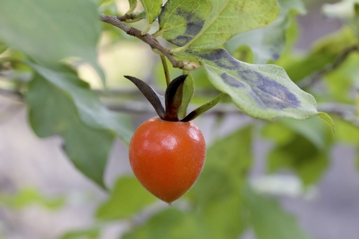 ロウヤガキの実