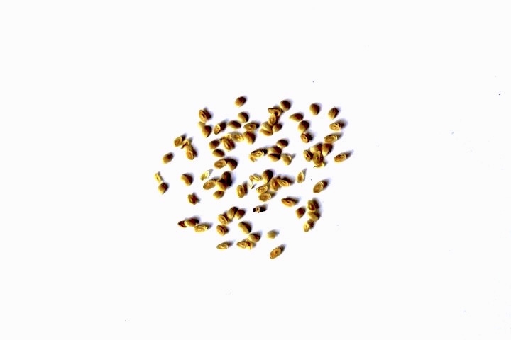 ムラサキシキブの種