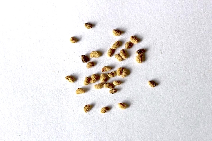 ラズベリーの種