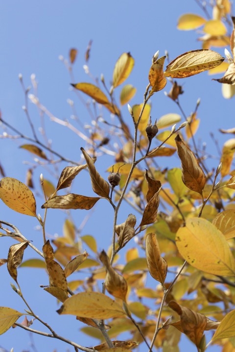 ナツツバキの実