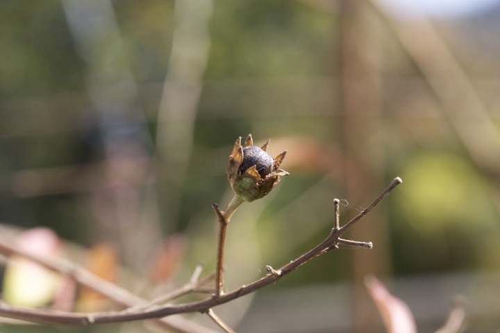サルスベリの実