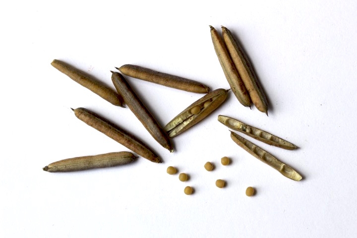 コマツナギの実