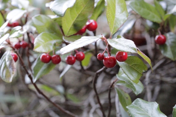 ヤブコウジの実