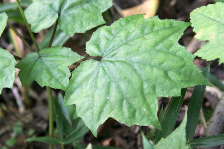 オクモミジハグマの葉