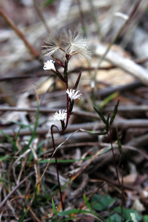 キッコウハグマの実